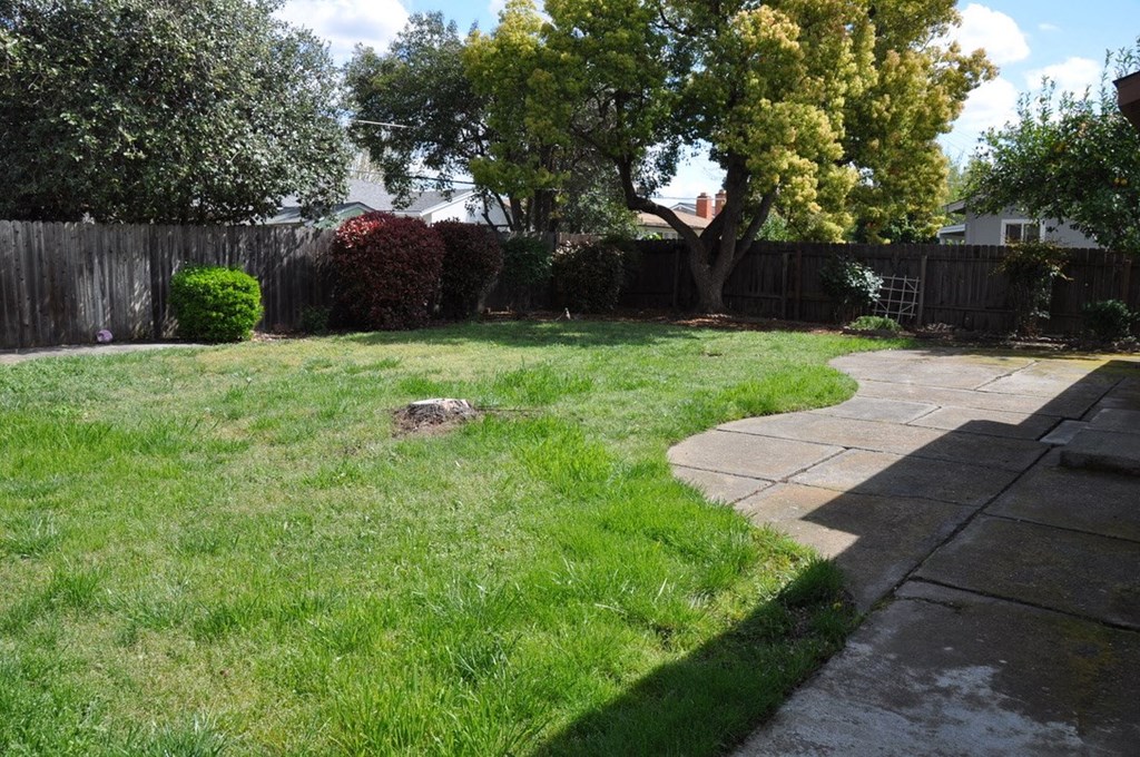 a backyard with a tree and a yard with a sidewalk