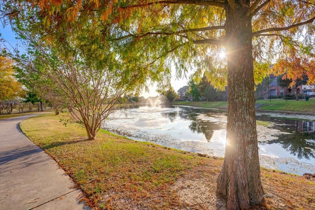 a tree next to a body of water near a sidewalk