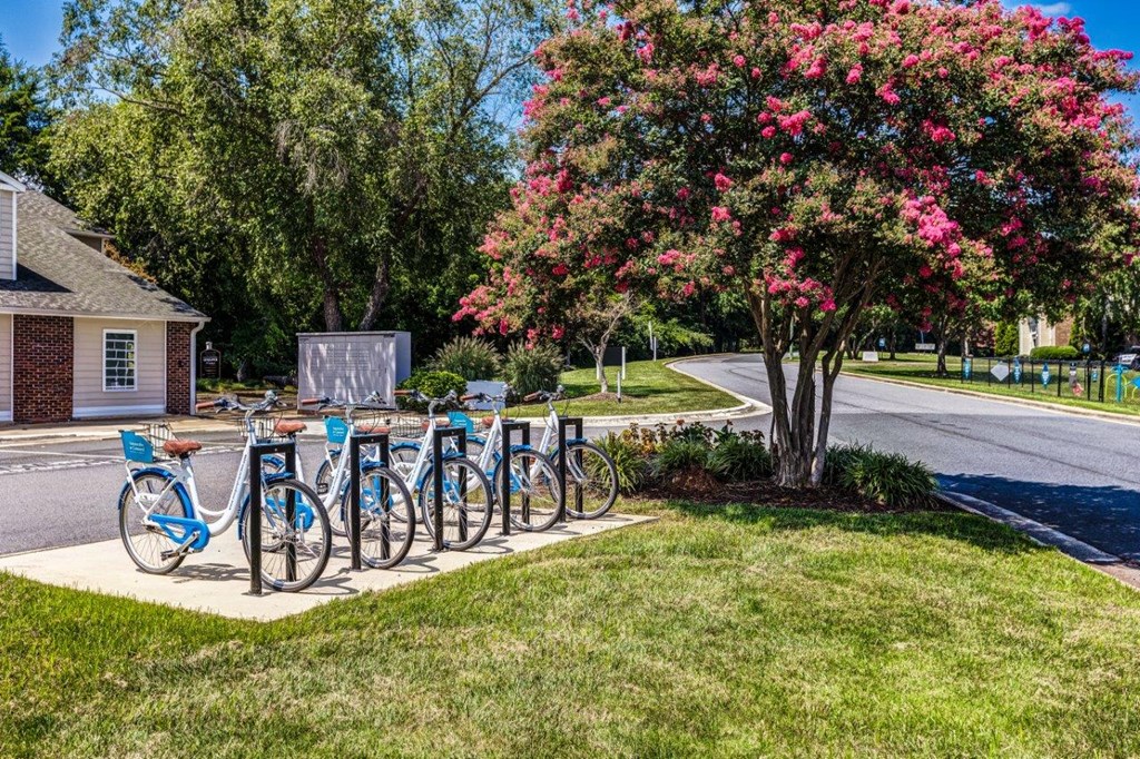 A row of blue bicycles are parked next to a tree with pink flowers.