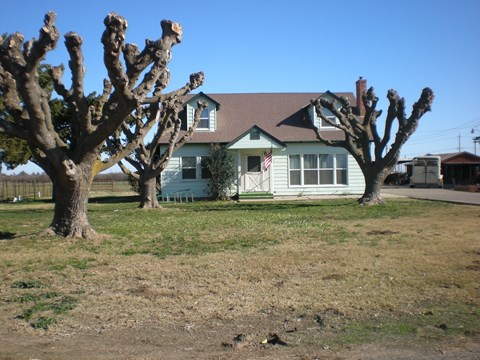 a house with three trees in front of it