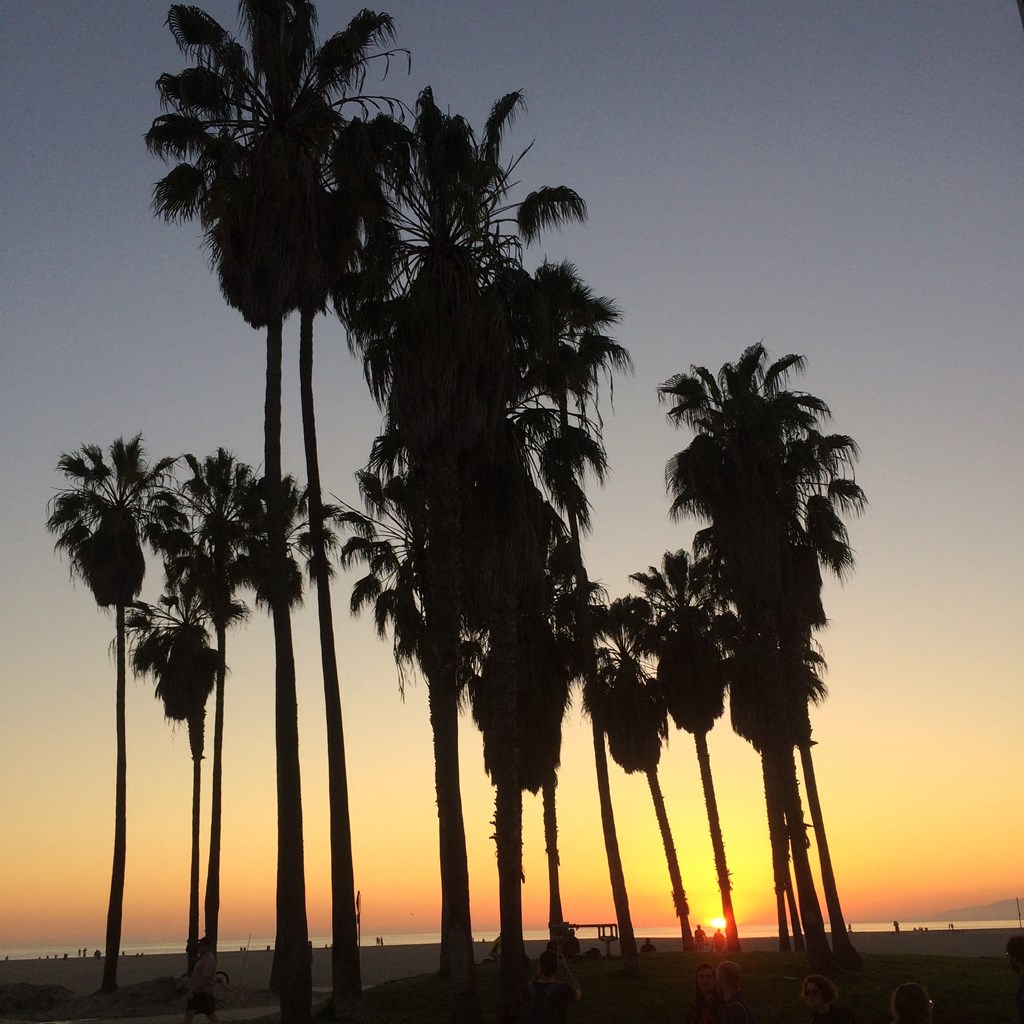 a line of palm trees at sunset on the beach