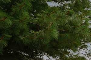 Andrews Corner | Apartments in Lakewood, NJ