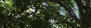 Map And Directions To Treesdale In Bradenton Fl