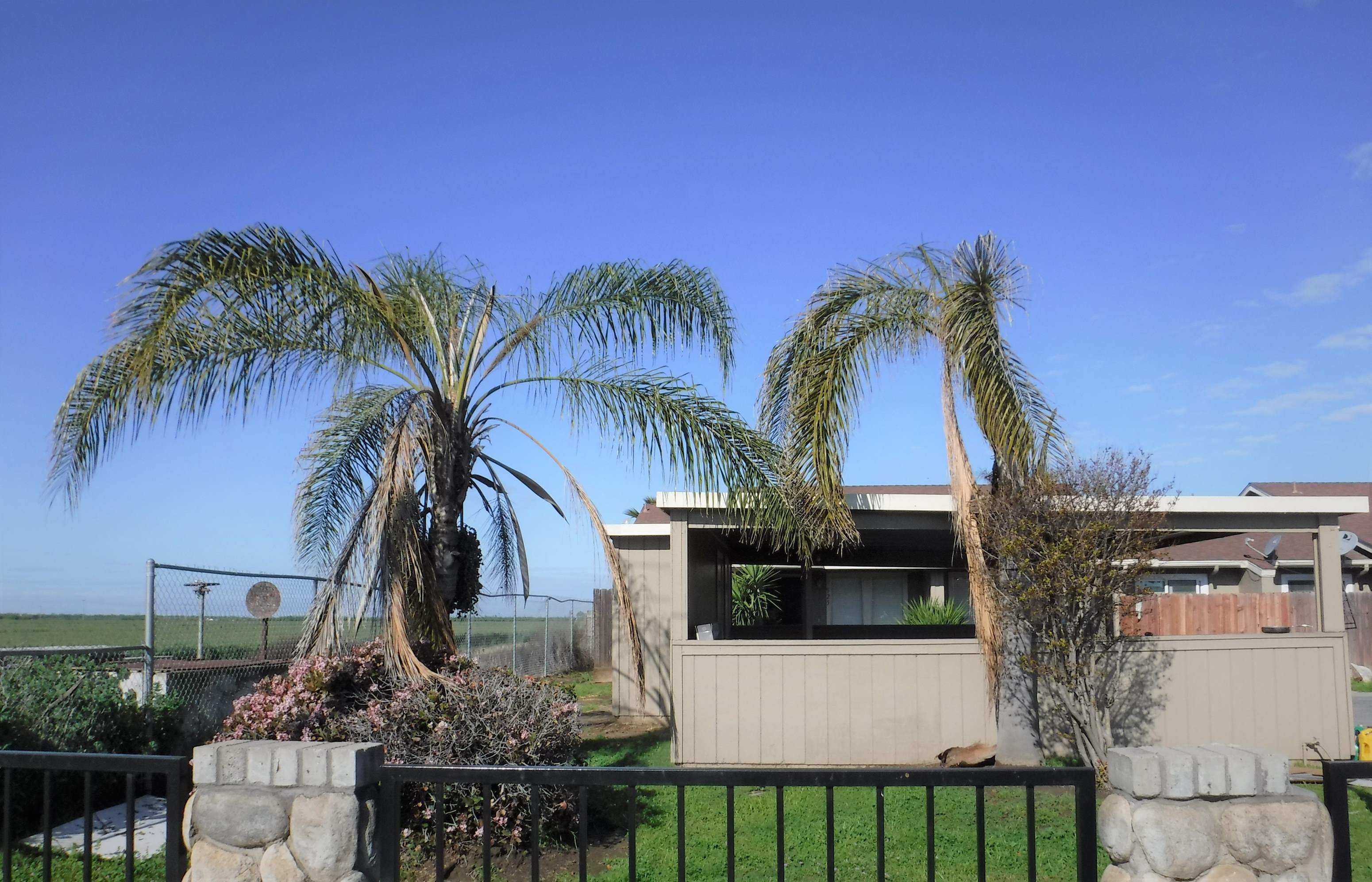 a house with two palm trees in front of it