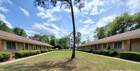 A tree stands in the middle of a grassy area between two rows of houses.