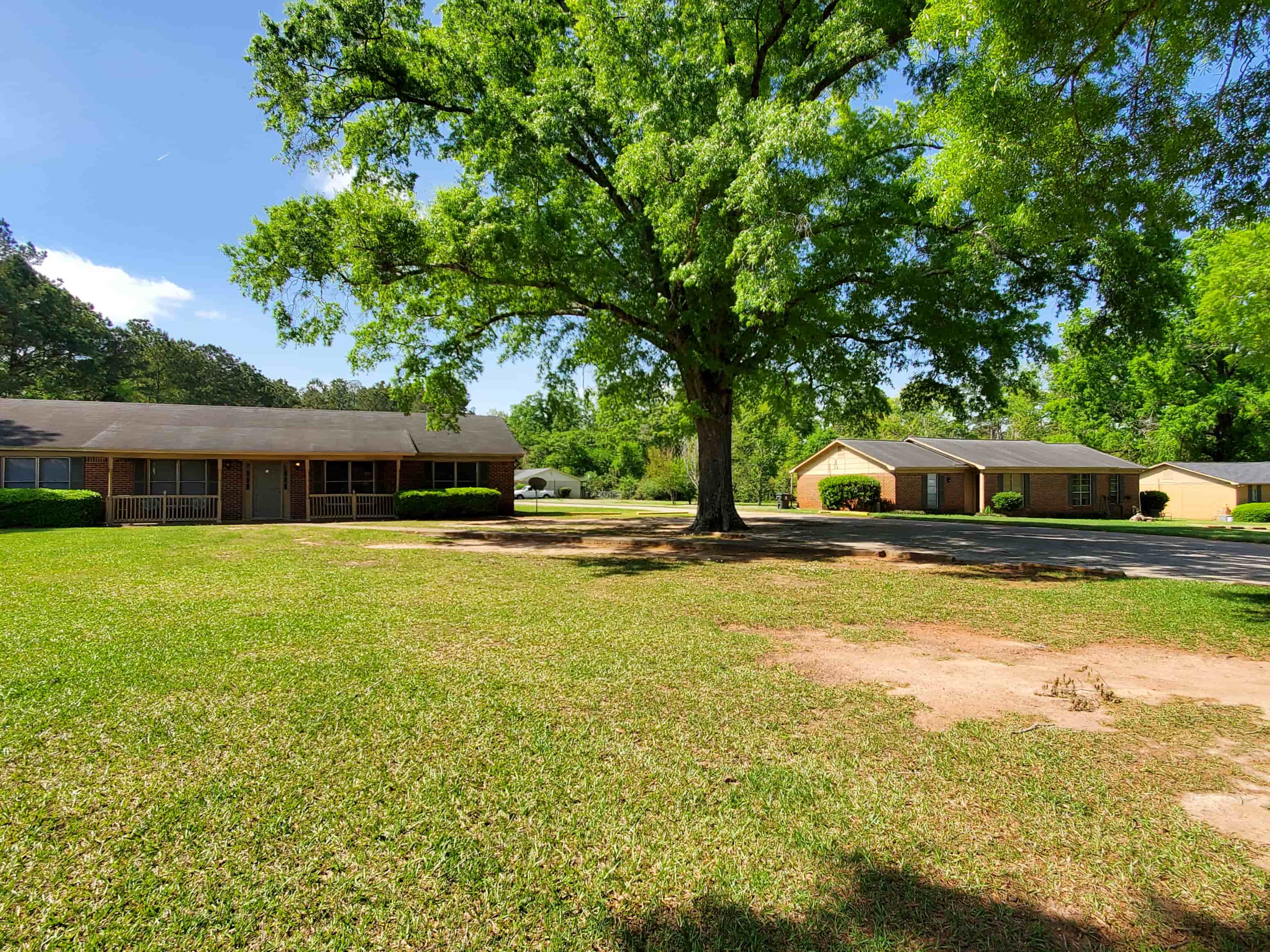 A large tree stands in the middle of a grassy area in front of a building.