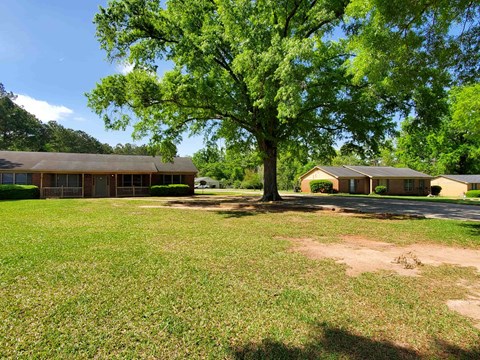 A large tree stands in the middle of a grassy area in front of a building.