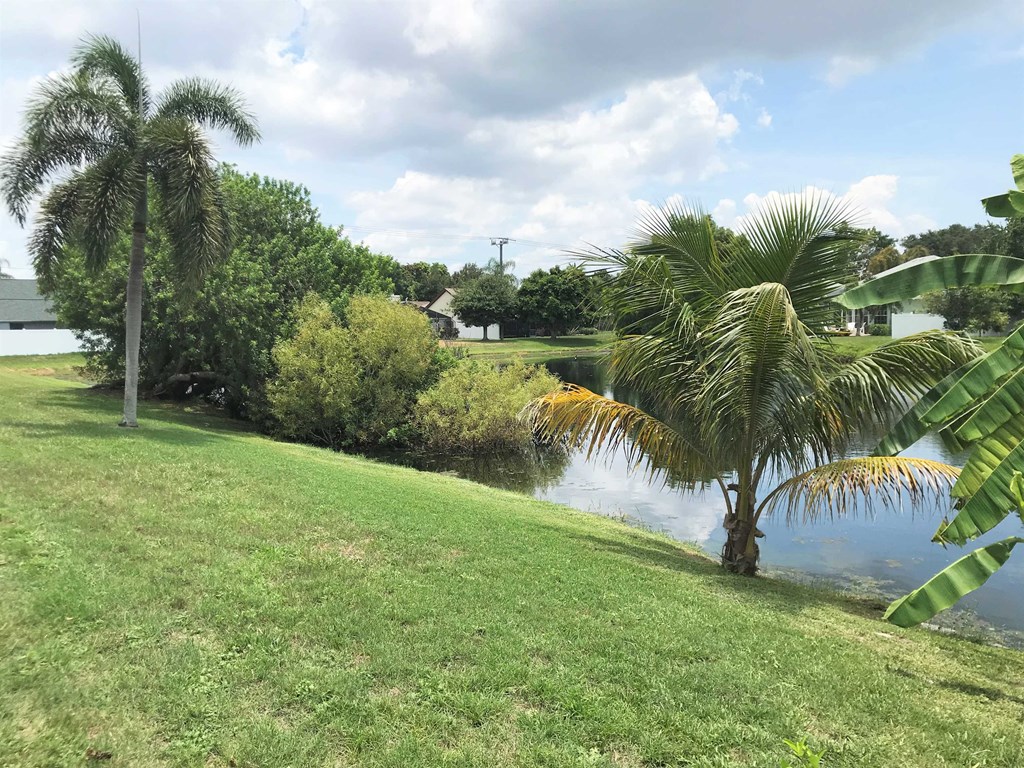a palm tree next to a body of water
