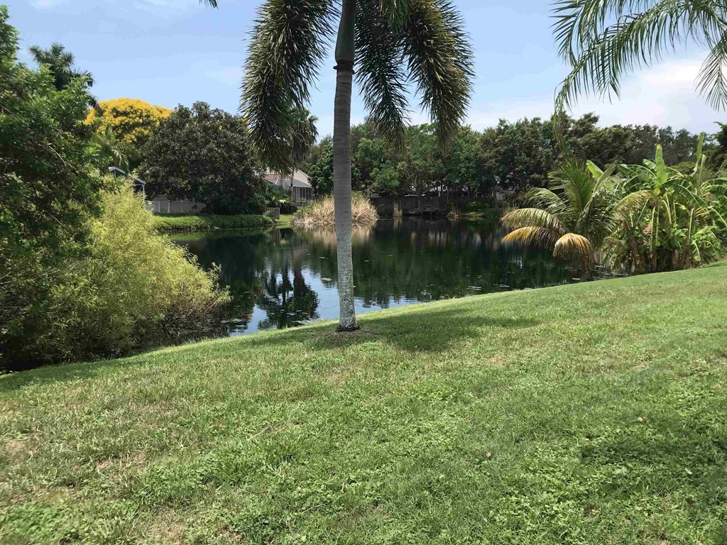 a pond in a grassy area with palm trees