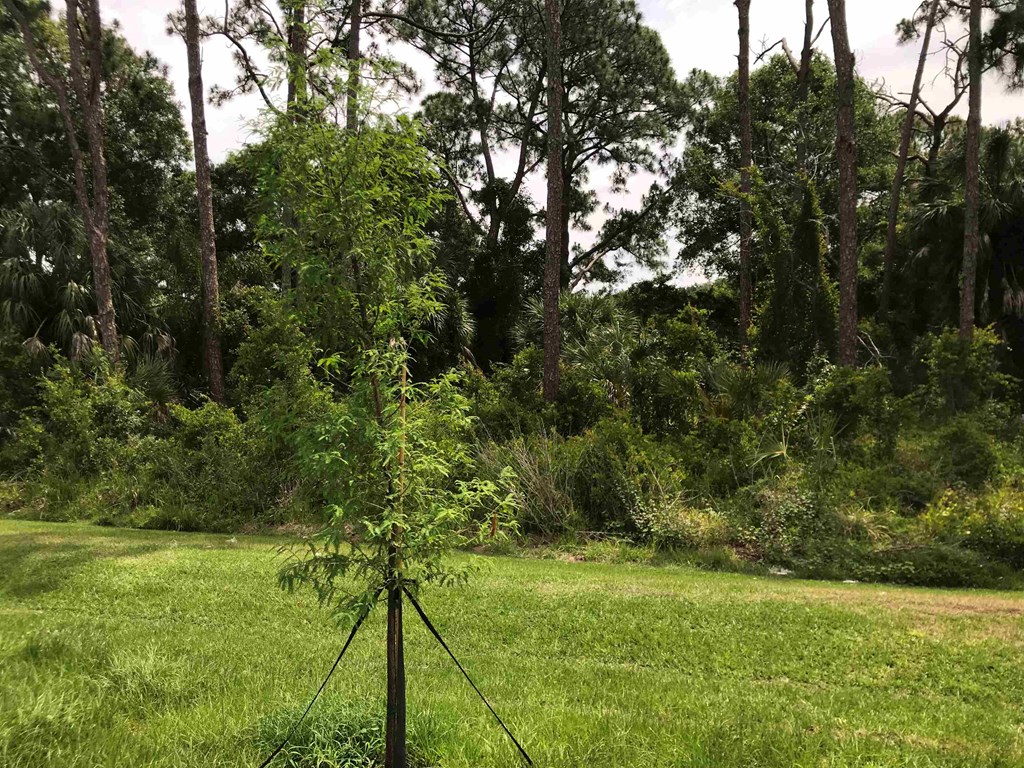 A young tree stands in a grassy field with a forest in the background.