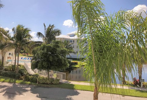 a view of a body of water with palm trees
