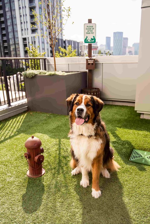 A dog sitting on a lawn next to a fire hydrant.