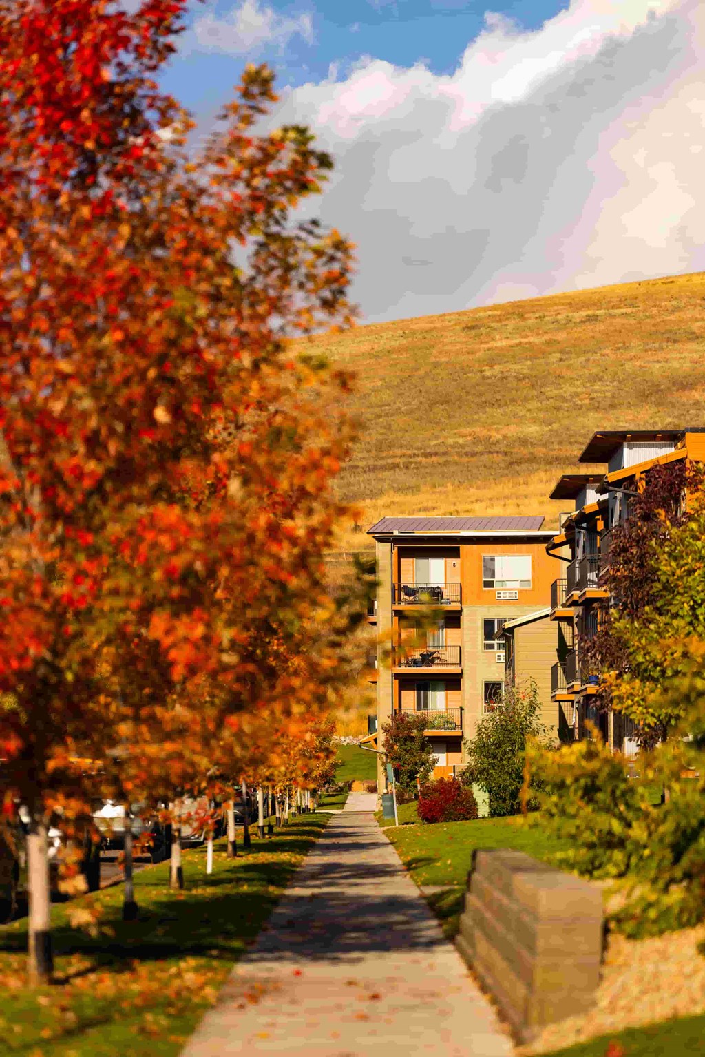 A tree with red leaves is on the left of a road.