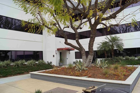 A tree in a landscaped area in front of a building.