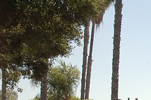 front entrance a house on the corner of a street with palm trees