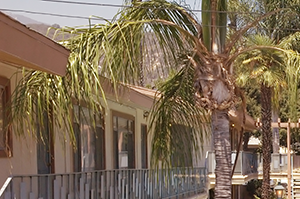 Vecino Capri Cameron Properties a courtyard with a pool and palm trees