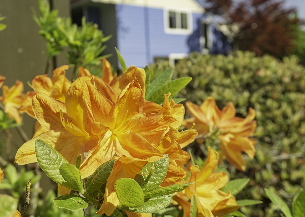 a yellow flower with a house in the background