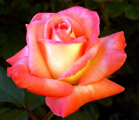 A close up of a pink and yellow rose.