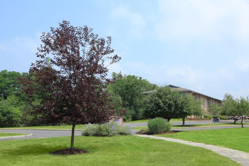 a tree in a park with a building in the background