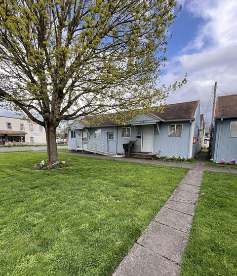 A tree in a yard with a walkway leading to a house.