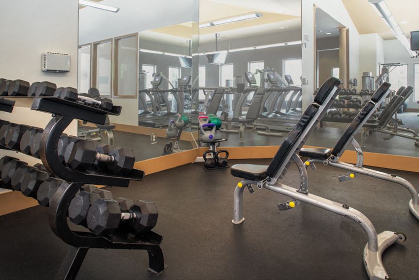 the gym is equipped with cardio equipment and weights