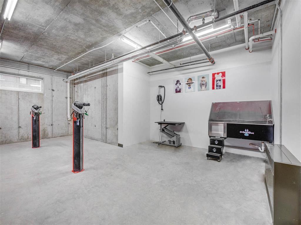 dog grooming station