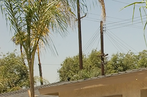 frontyard shot a building with palm trees and a street lamp in front of it