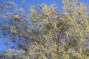Image for 1140 Claire Rose Avenue Las Vegas, NV 89183 - 1140 Claire Rose Avenue