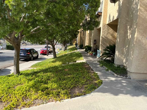 A tree in a grassy area next to a sidewalk.