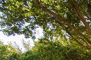 Marbletree Apartments Apartments In Irving Tx