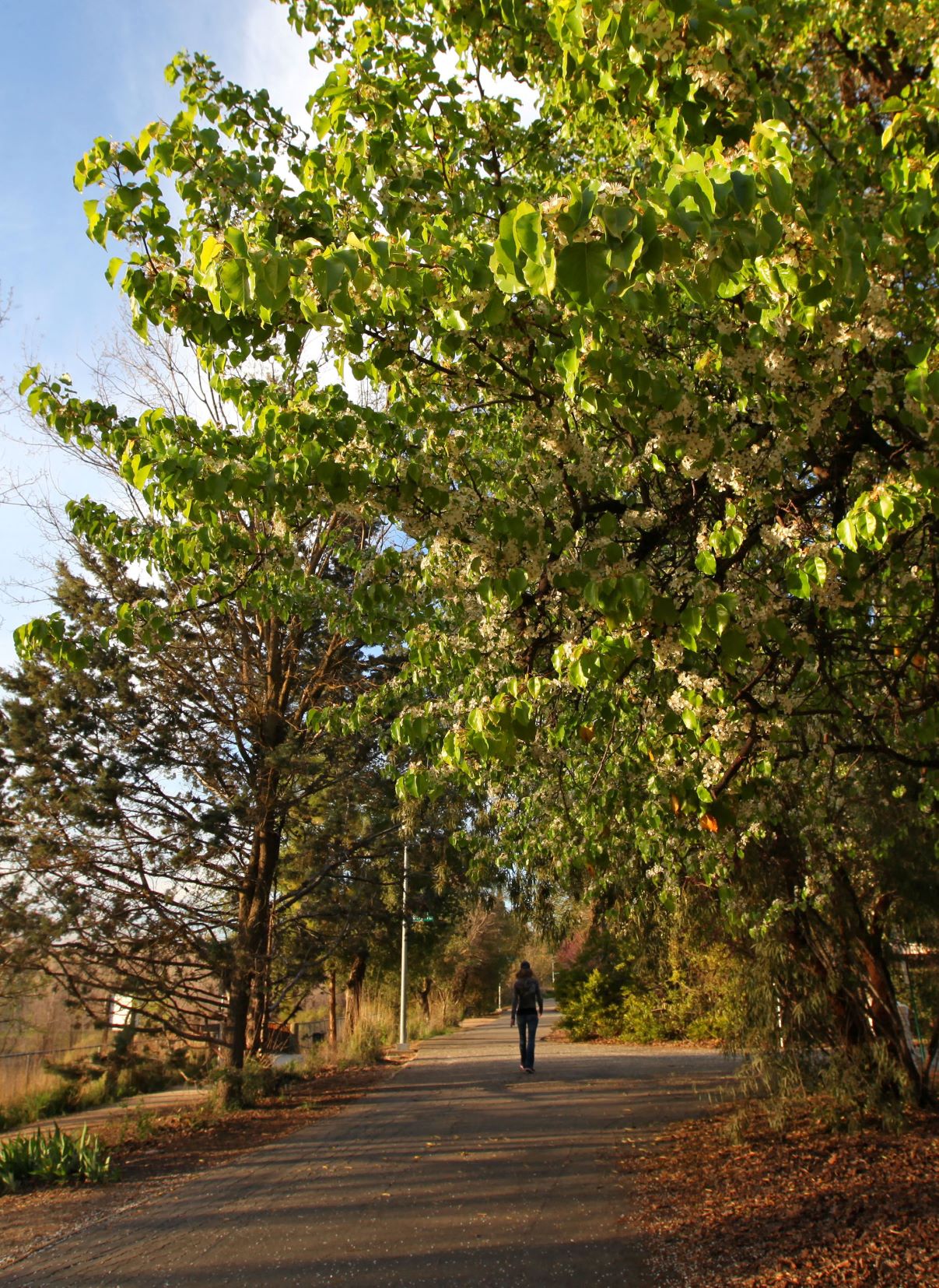 Addtional View of Nearby Greenbelt Path