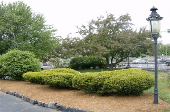a park with some bushes and a street lamp