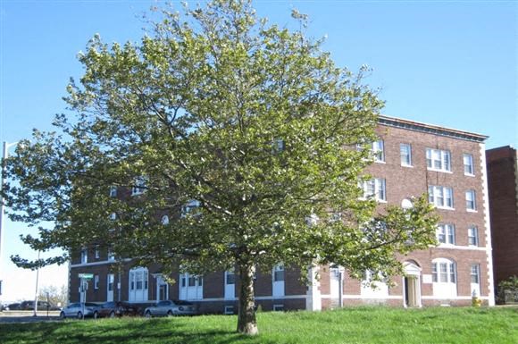a tree in the grass in front of a building