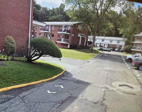 A tree is growing out of a bush.