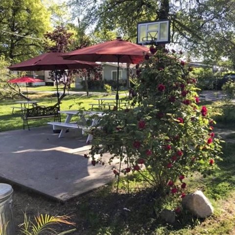 a patio with umbrellas and a tree with red flowers