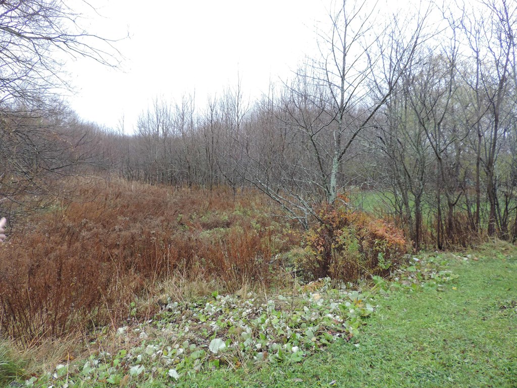 the edge of a field with trees and grass