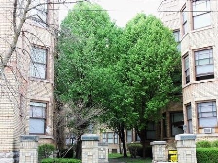 a tree in front of an apartment building