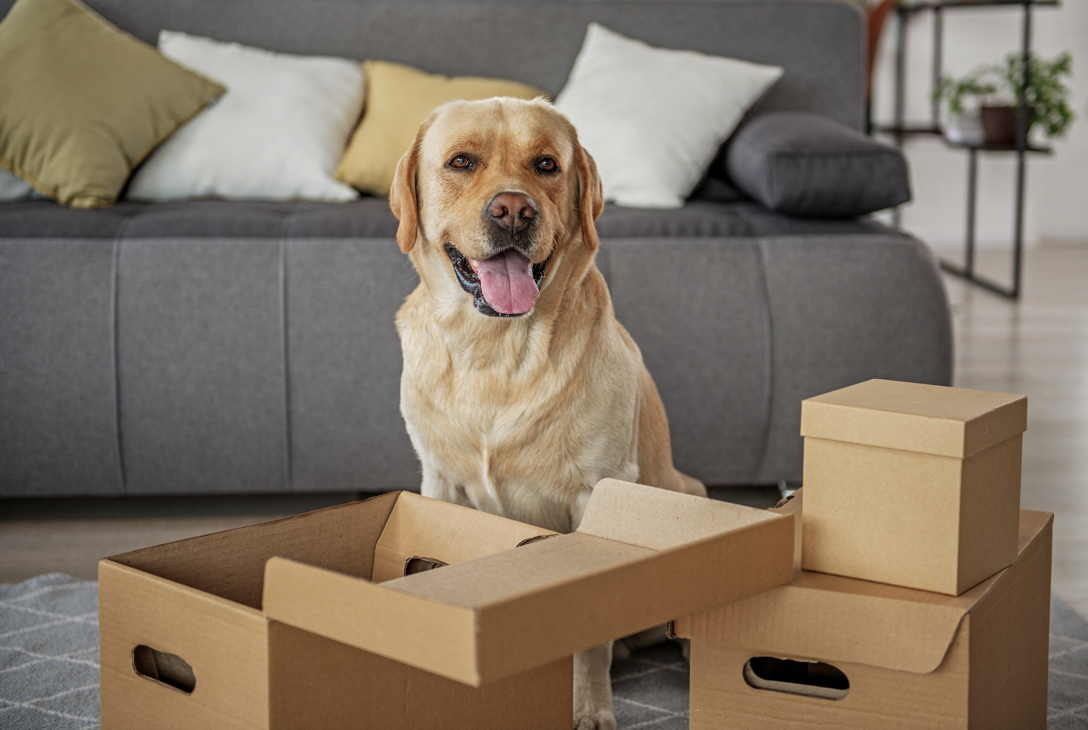 a dog sitting in a moving box in a living room
