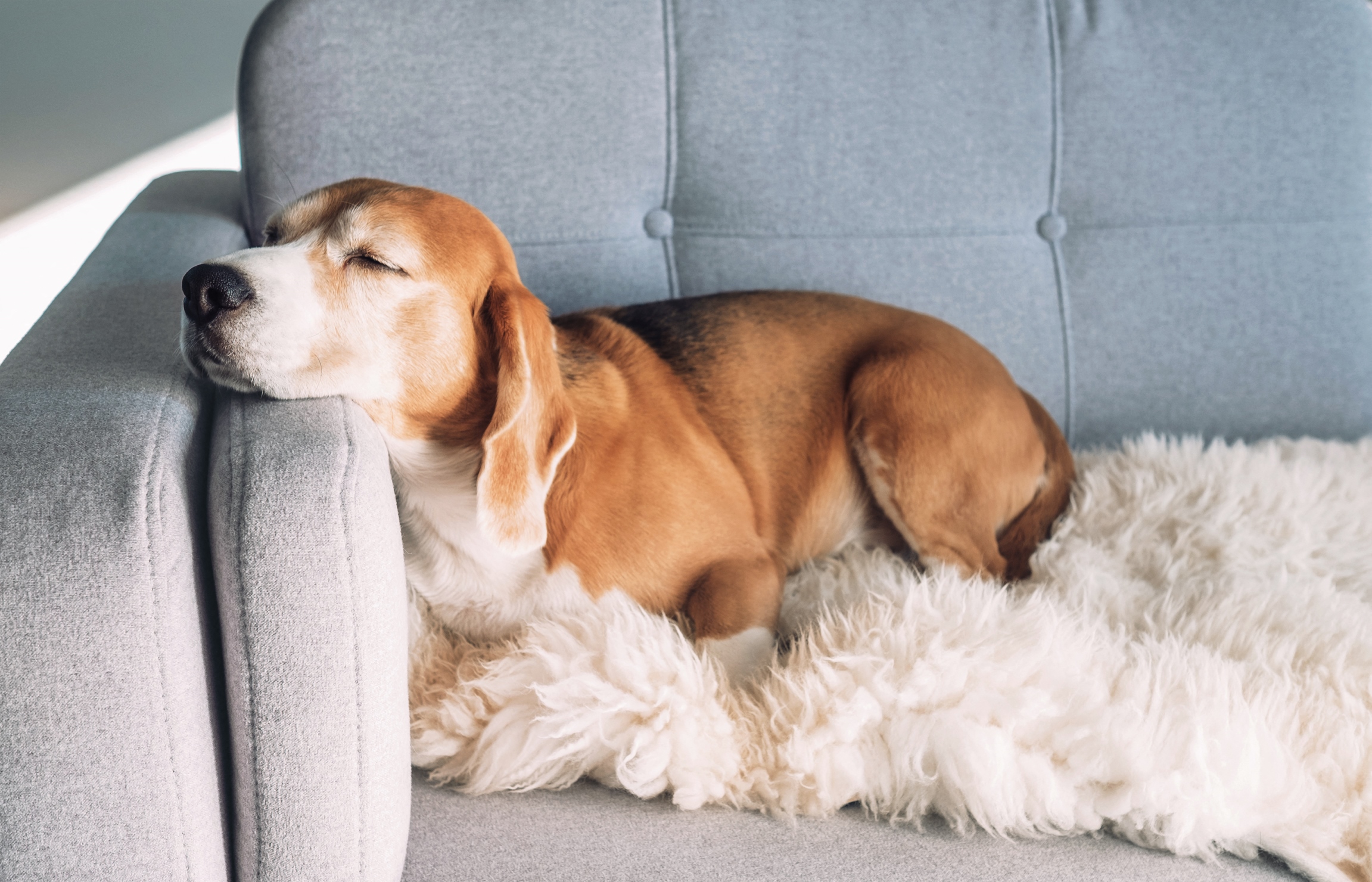 a beagle dog sleeping on a couch