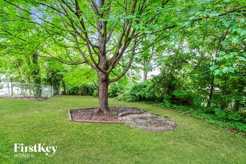 a large tree in the middle of a grassy yard