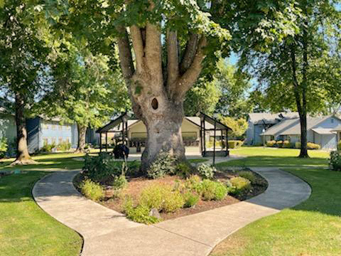 A tree with a hole in its trunk is in the middle of a grassy area with a walkway around it.