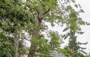 the exterior of the oaks hotels and apartments in dripping springs tx