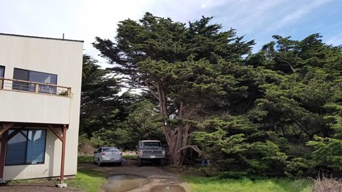 A car is parked in front of a house with a tree in the background.