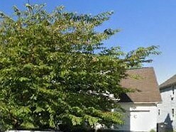 a tree in front of a white house