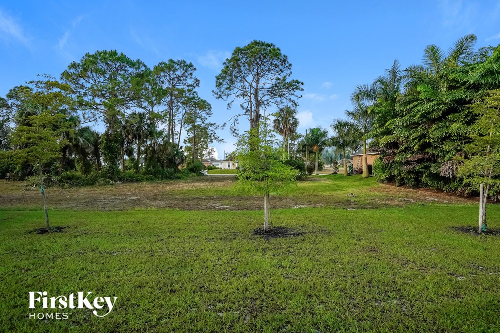 a small tree in the middle of a grass field