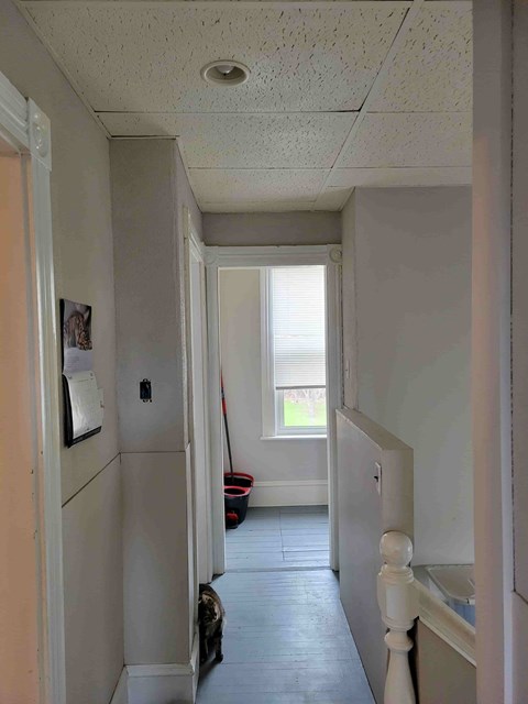 A cat is walking down a hallway.
