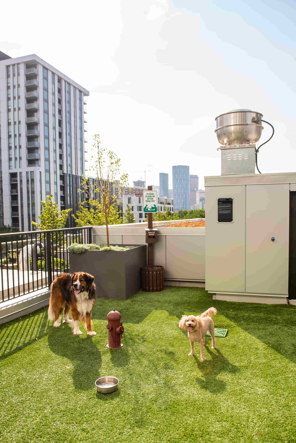 Two dogs are playing on a green lawn with a red fire hydrant.
