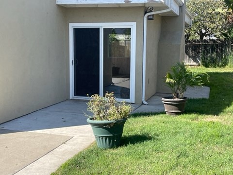 A green potted plant sits on a concrete walkway in front of a house.