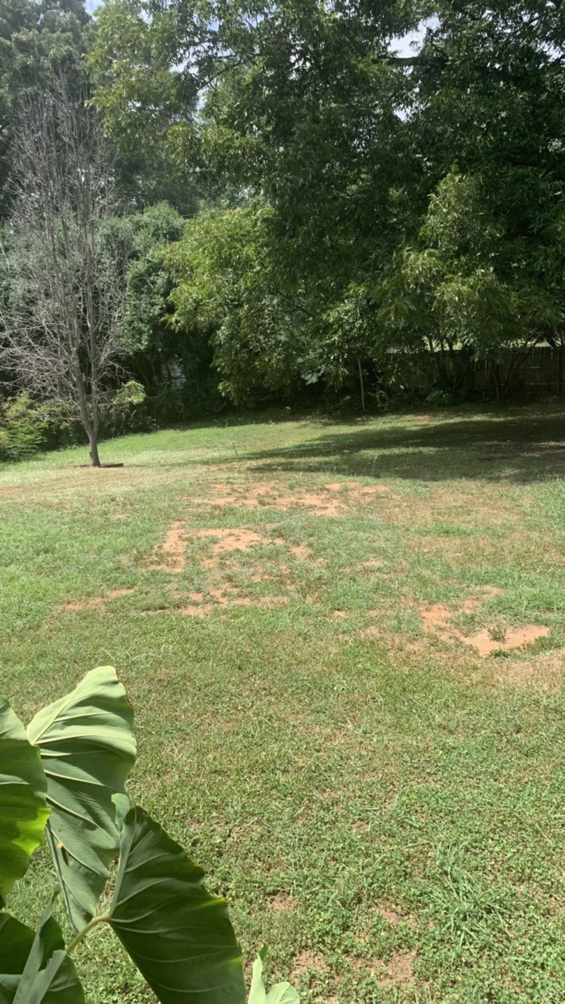 a field of grass with trees in the background