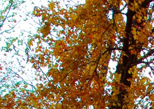 our building in the autumn with leaves on the ground